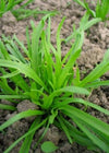 Erba Stella