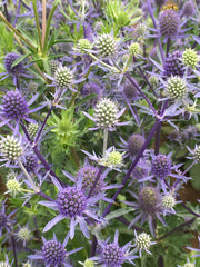 Load image into Gallery viewer, Eryngium, 'Blue Glitter'