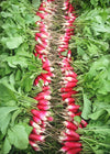 Radish, 'French Breakfast'