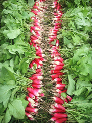 Load image into Gallery viewer, Radish, 'French Breakfast'