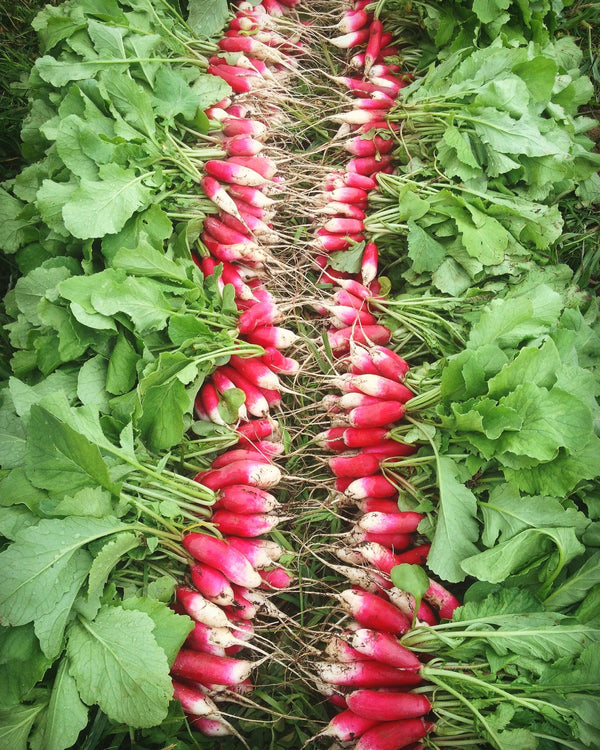 Radish, 'French Breakfast'