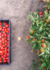 Tomato, 'Fiaschetto di Manduria'