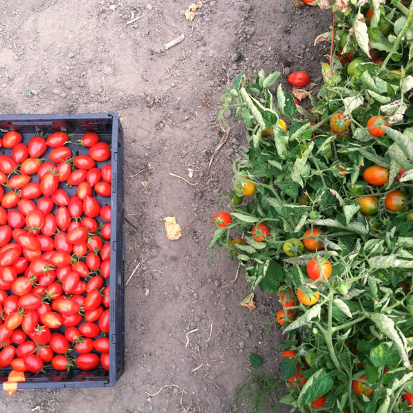 Tomato, 'Fiaschetto di Manduria'
