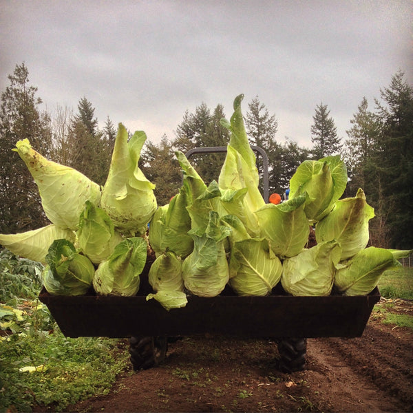Cabbage, 'Filderkraut'