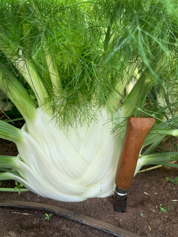 Fennel, 'Finale'