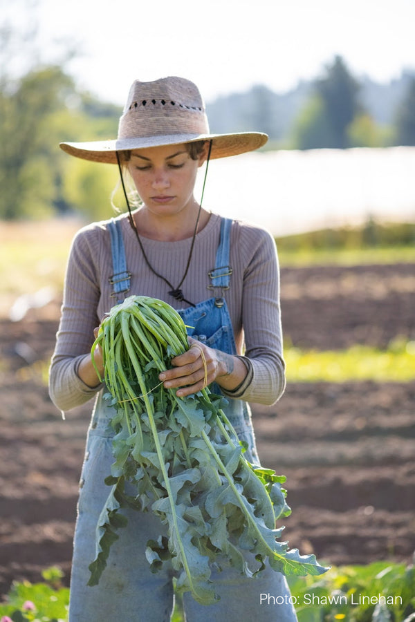 Broccoli, 'Broccolo Fiolaro di Creazzo'