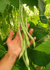 Bean, Pole Snap, 'Fortex'