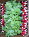 Radish, 'French Breakfast'