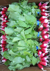 Radish, 'French Breakfast'