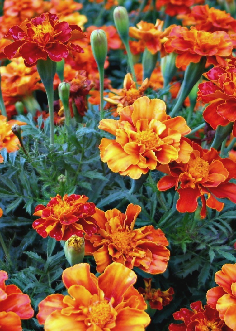 Marigold, 'French Brocade'