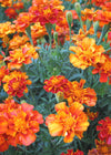 Marigold, 'French Brocade'