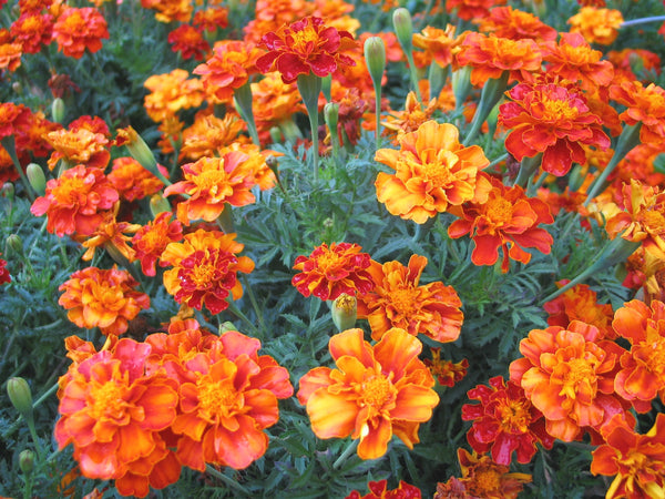 Marigold, 'French Brocade'