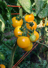 Tomato, 'Galina'