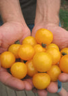 Tomato, 'Galina'