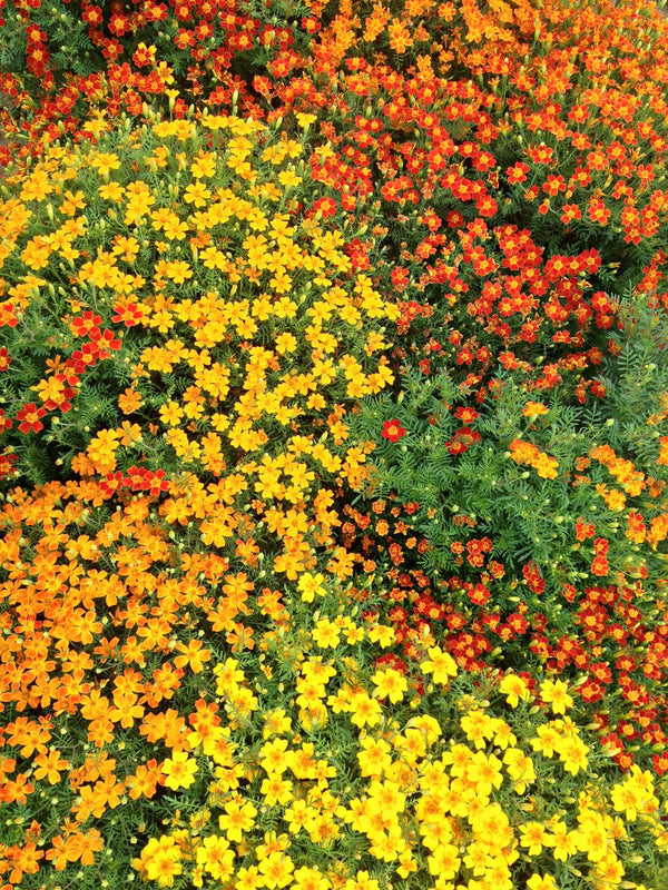 Marigold, 'Gems'