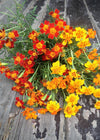 Marigold, 'Gems'