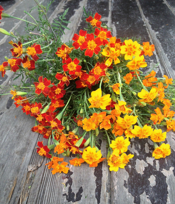 Marigold, 'Gems'