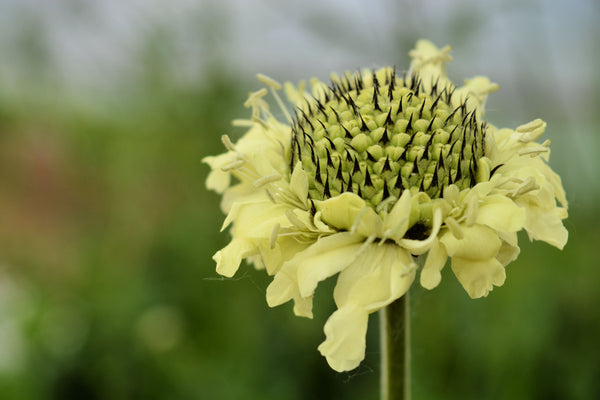 Scabiosa, 'Giant Yellow'