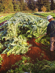 Load image into Gallery viewer, Cardoon, 'Gobbo di Nizza'