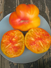 Tomato, 'Gold Medal'