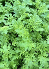 Asian Greens, 'Golden Frills'