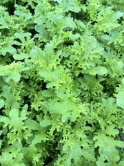 Load image into Gallery viewer, Asian Greens, 'Golden Frills'