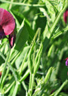 Snow Pea, 'Golden Sweet'