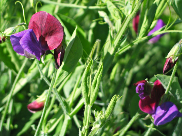 Snow Pea, 'Golden Sweet'