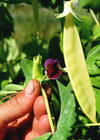 Snow Pea, 'Golden Sweet'