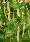 Snow Pea, 'Golden Sweet'