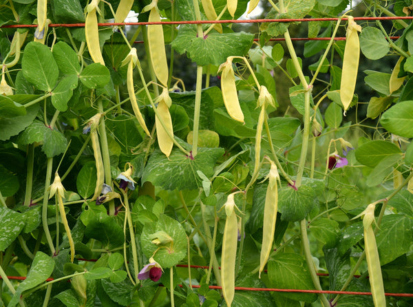 Snow Pea, 'Golden Sweet'