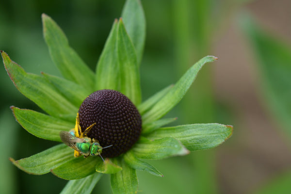 Rudbeckia, 'Green Wizard'