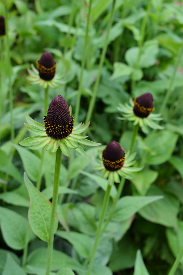 Rudbeckia, 'Green Wizard'