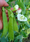 Snow Pea, 'Ho Lan Dow'