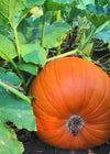 Pumpkin 'Howden'