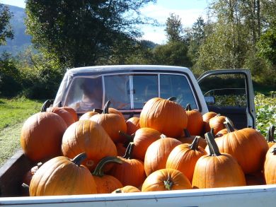 Pumpkin 'Howden'