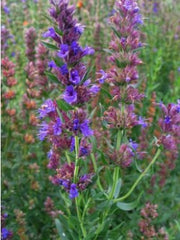 Load image into Gallery viewer, Hyssop