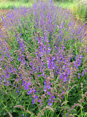 Load image into Gallery viewer, Hyssop