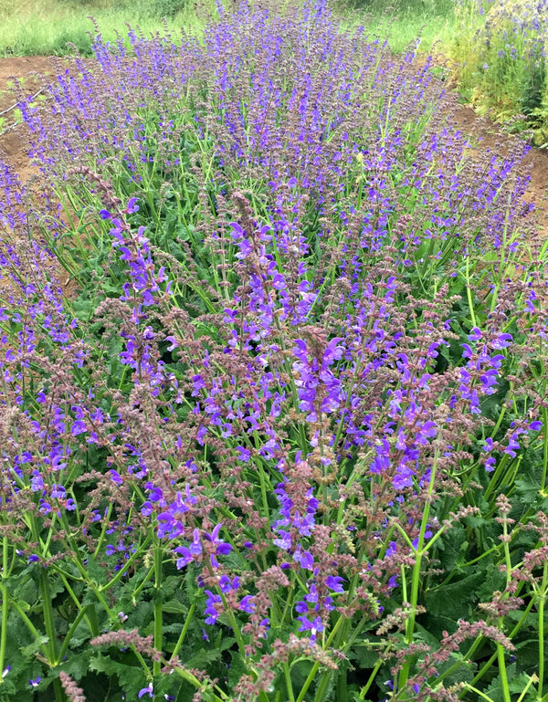 Hyssop