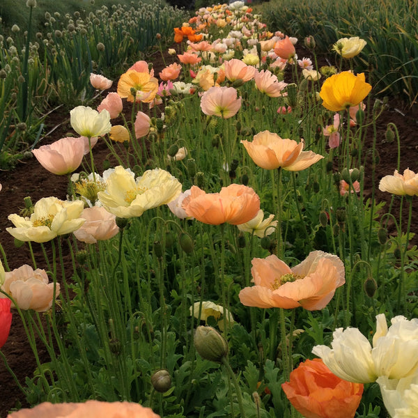 Poppy, Iceland, 'Pastel Meadows'