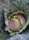 Cabbage, 'January King'