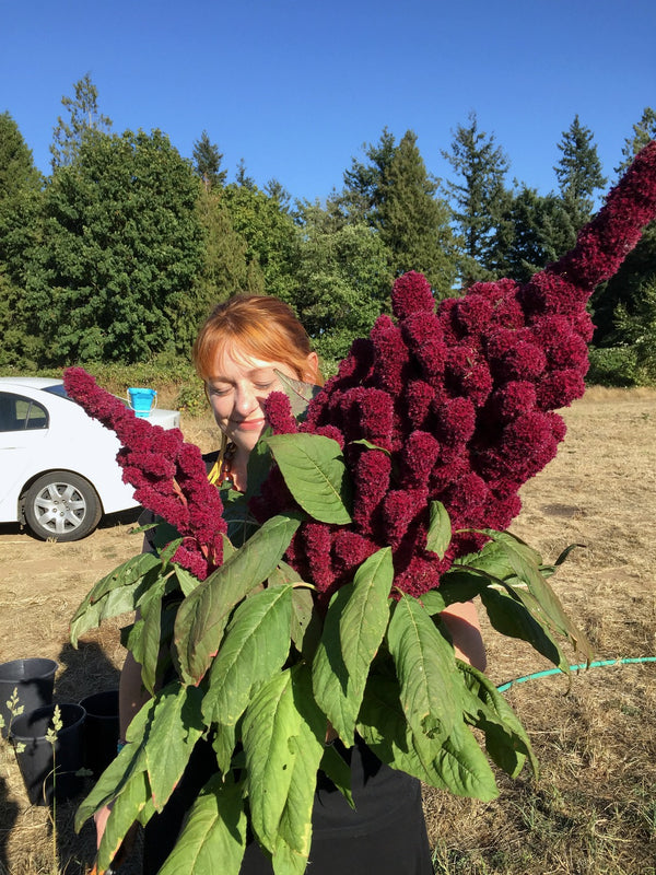 Amaranth, 'Elephant's Head'