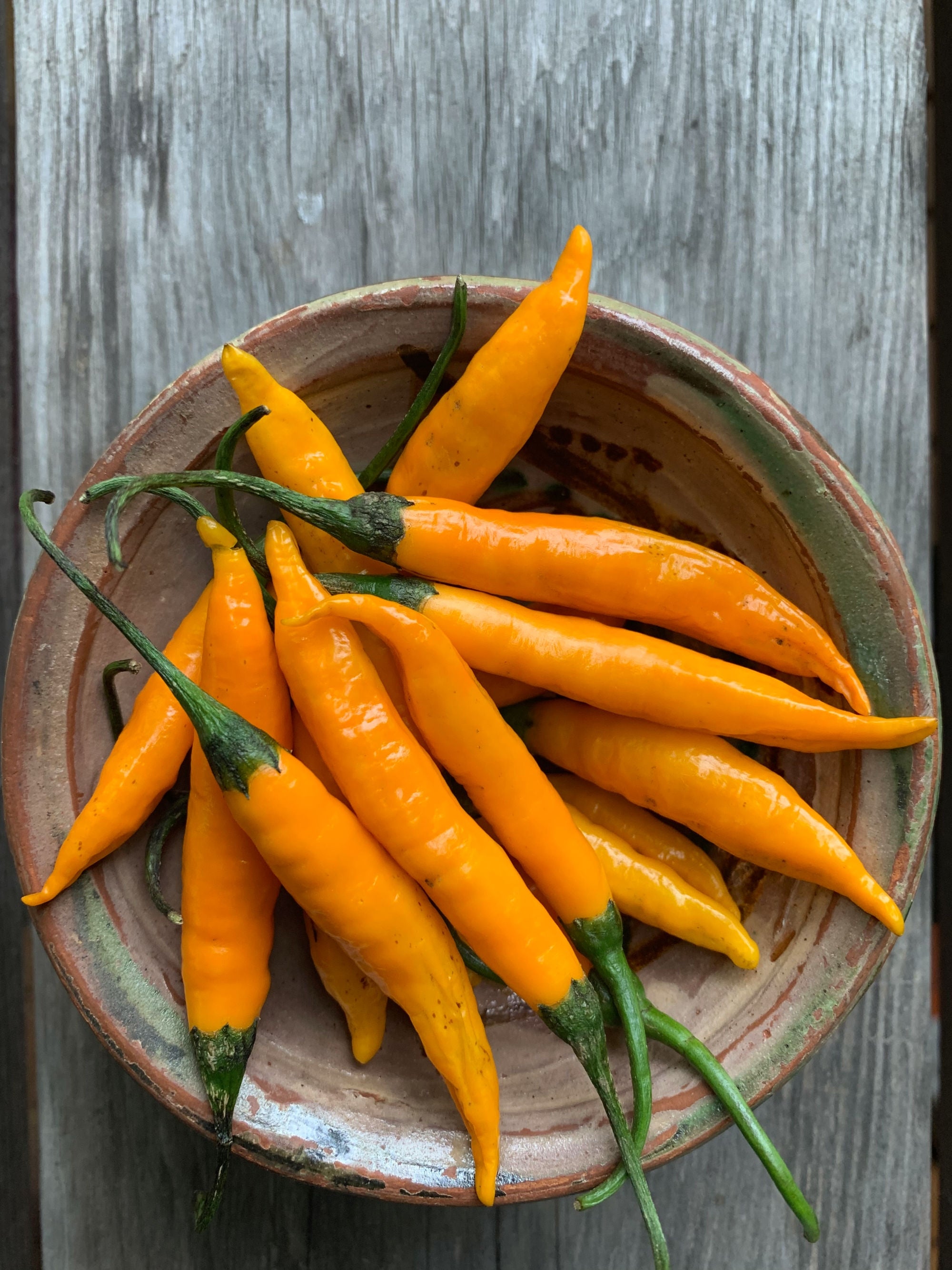 Hot Pepper, 'Criolla Sella'