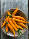 Hot Pepper, 'Criolla Sella'