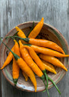 Hot Pepper, 'Criolla Sella'