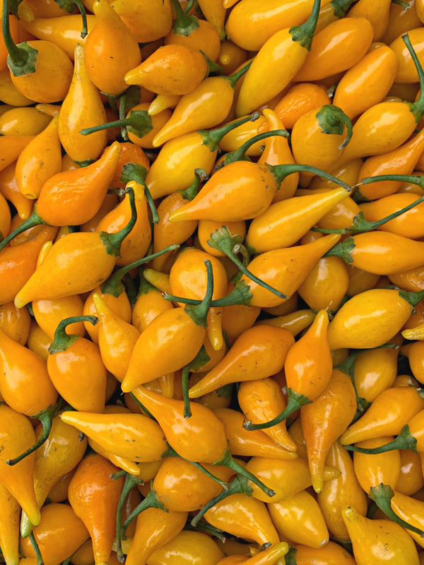 Hot Pepper, 'Biquinho Yellow'