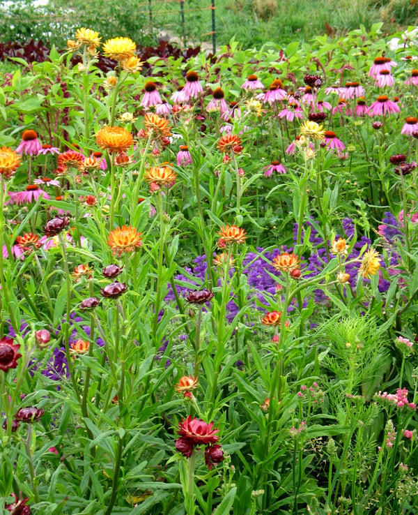 Strawflower, 'Monstrosum Fireball'