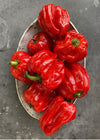 Sweet Pepper, 'Criolla di Cochina'