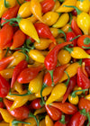 Hot Pepper, 'Biquinho Yellow'