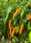 Hot Pepper, 'Criolla Sella'